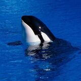Sonhar com baleia orca: no mar, na piscina, atacando, encalhada e mais!