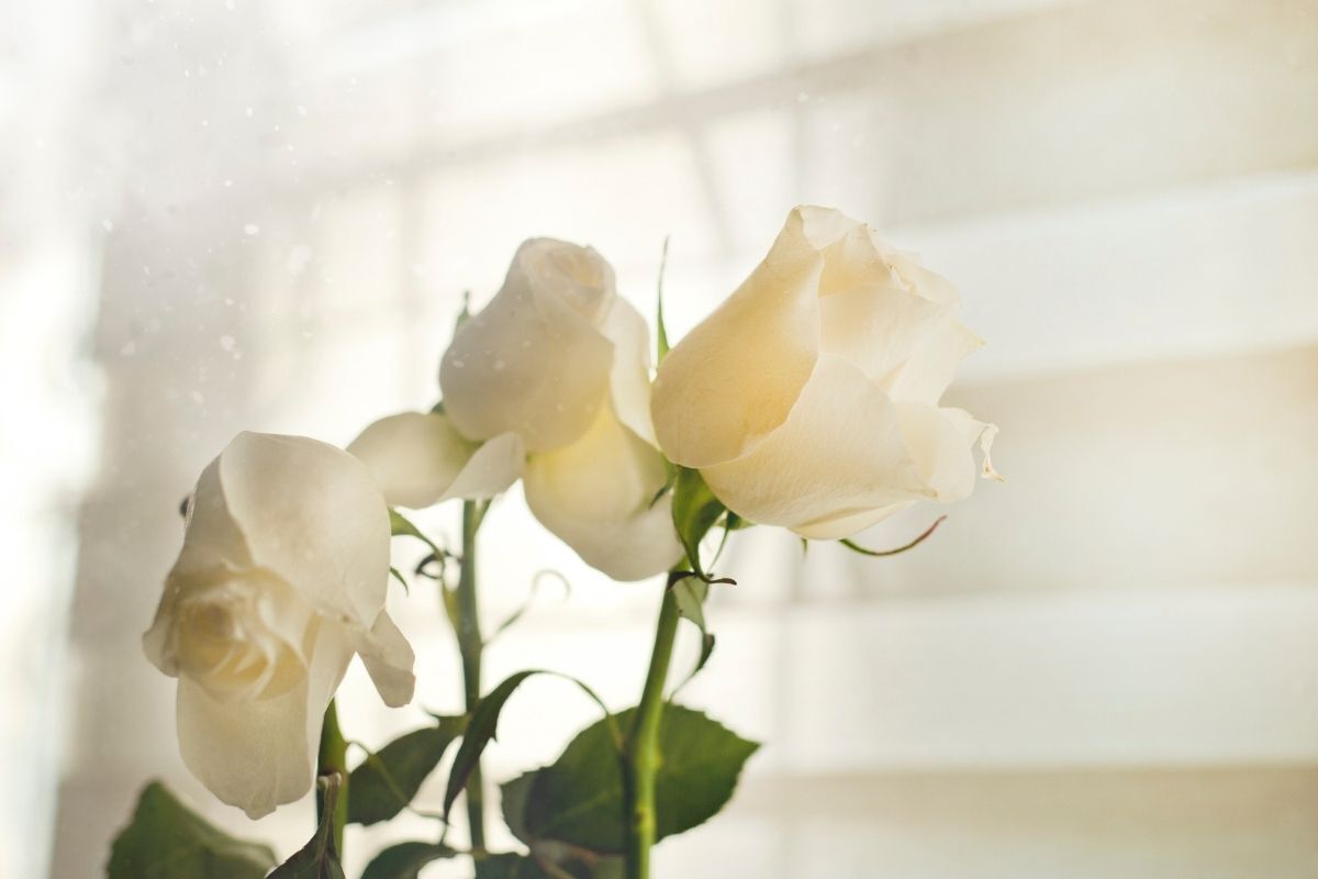 Rosas brancas.