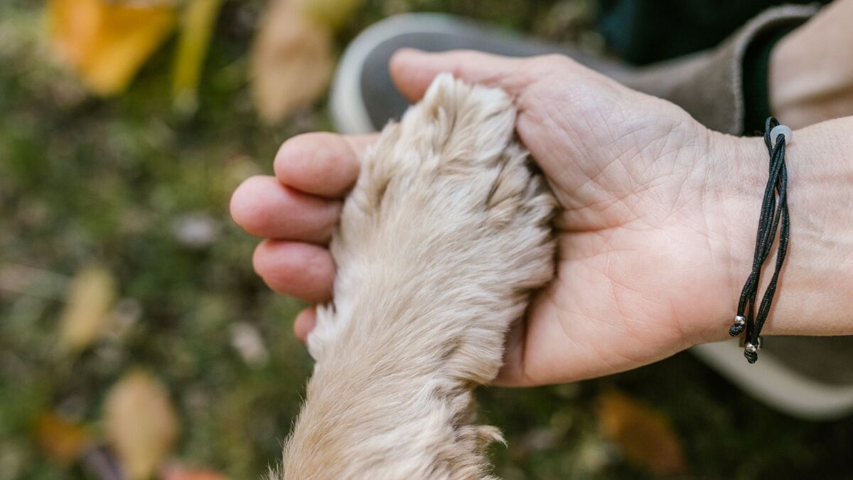 Pata de cachorro na mão de uma pessoa.