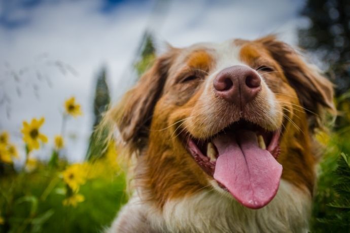 Cachorro feliz em campo florido