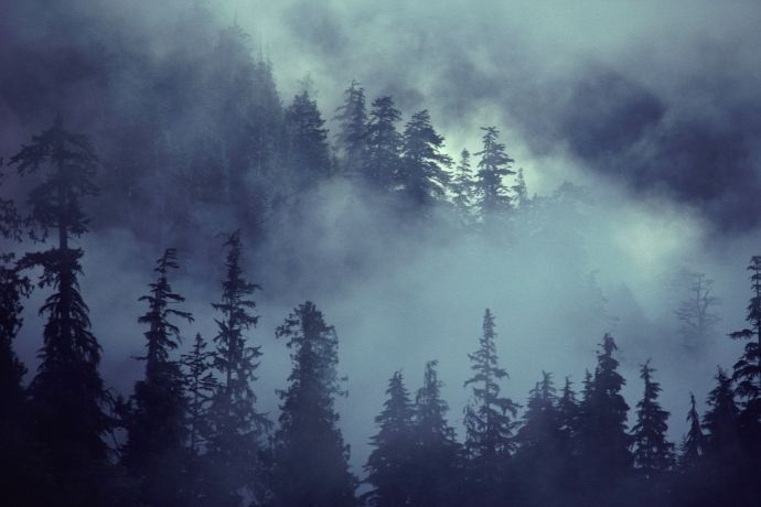 Neblina em uma floresta com pinheiros