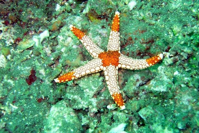 Estrela do mar dentro do mar