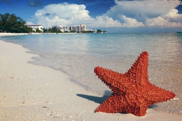 Estrela do mar fincada na areia com cidade ao fundo