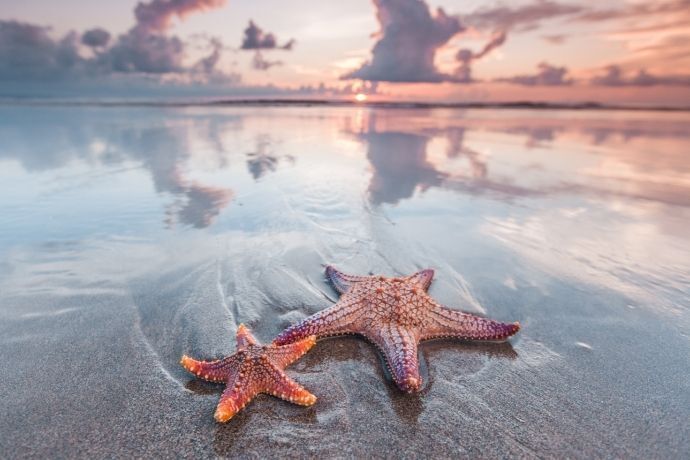 Duas estrelas do mar em areia durante o pôr do sol