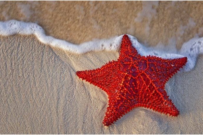 Estrela do mar vermelha na areia