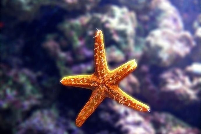 Estrela do mar amarela no mar