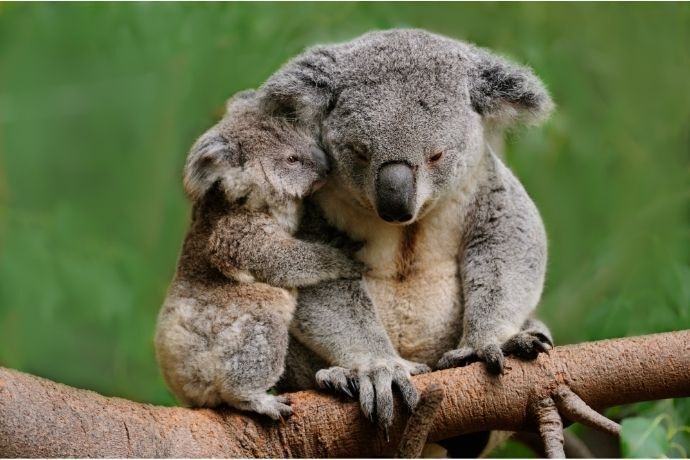 Mãe coala com seu filhote 