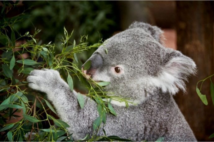 coala comendo folhas 
