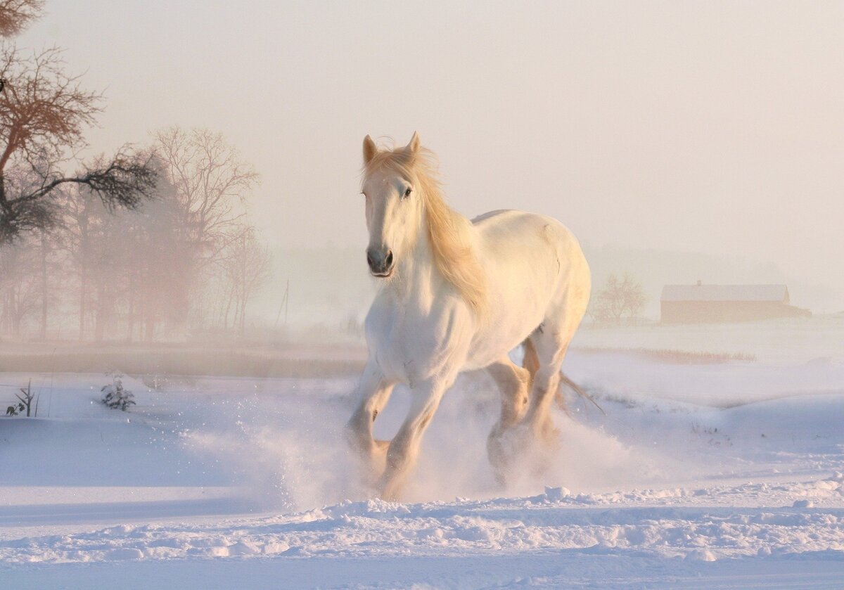 Cavalo branco correndo na neve