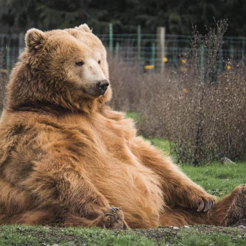 O que significa sonhar com urso? Preto, marrom, panda, polar e mais!