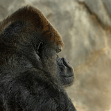 Sonhar com gorila: preto, grande, gigante, bravo, com macaco e mais!