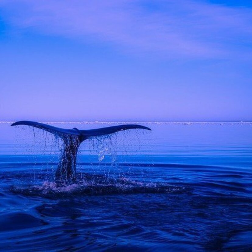Sonhar com baleia: orca, azul, pulando, nadando, encalhada e mais!