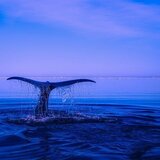 Sonhar com baleia: orca, azul, pulando, nadando, encalhada e mais!