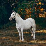 Sonhar com cavalo branco: Manso, bravo, sujo, machucado, morto e mais!