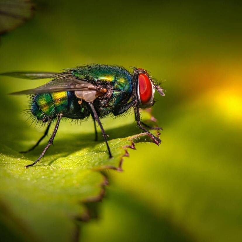 O que significa sonhar com mosca? Preta, verde, dourada, branca e mais!