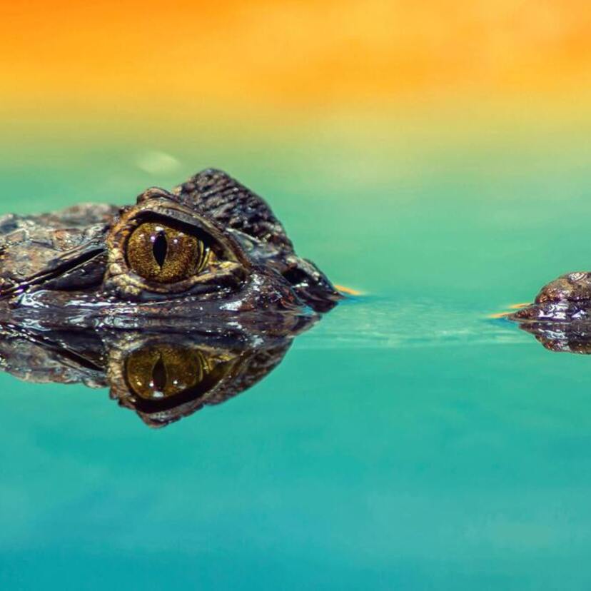 Sonhar com crocodilo: na água, em casa, em zoológico e mais!
