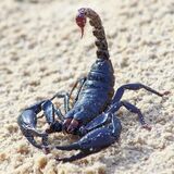 Sonhar com escorpião preto: Grande, pequeno, filhote e muito mais!