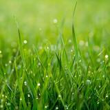 Sonhar com grama: verde, seca, queimada, cortada, sintética e mais!