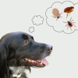 O que significa sonhar com pulga? No cachorro, no gato, em você e mais!