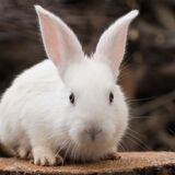 O que significa sonhar com coelho: branco, filhote, morto e mais!
