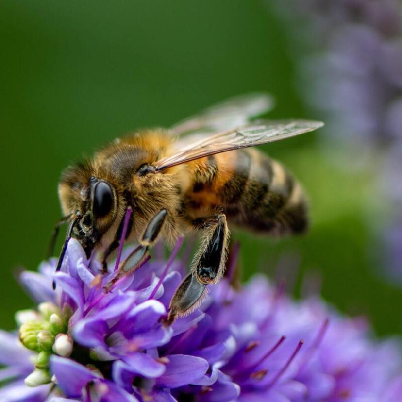 O que significa sonhar com abelha: picando, voando, colmeia e mais!