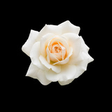 Banho de rosa branca: para o amor, prosperidade, abrir caminhos e mais!