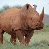 O que significa sonhar com rinoceronte: voando, atacando e mais!