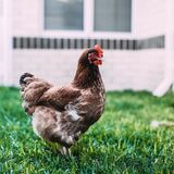 O que significa sonhar com galinha: ovo, ninho, granja e mais!