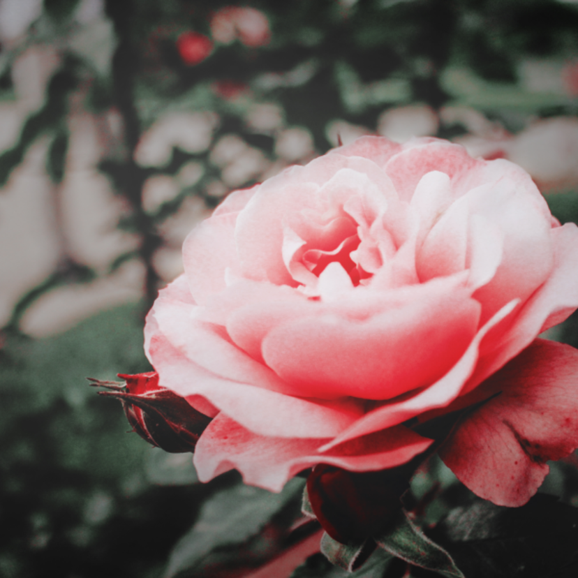 O que significa sonhar com rosas: roseira, buquê, jardim e mais!
