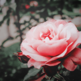 O que significa sonhar com rosas: roseira, buquê, jardim e mais!