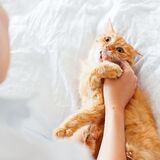 Sonhar com gato mordendo: O dedo, a mão, o pé, o braço, a perna e mais!