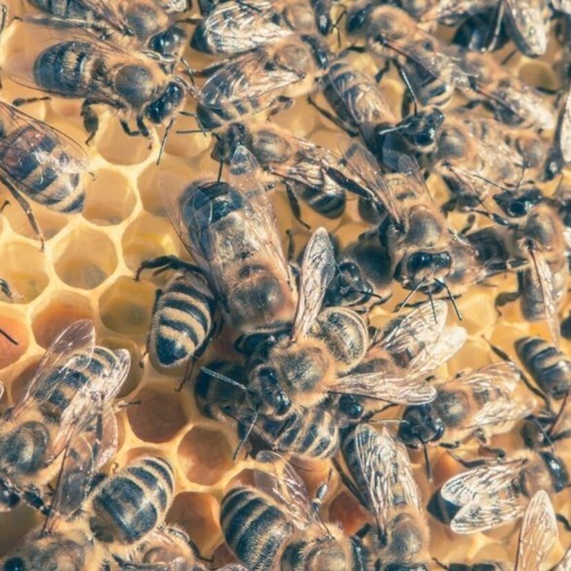 Sonhar com enxame de abelhas: voando, atacando, na colmeia e mais!