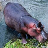 Sonhar com hipopótamo: selvagem, domesticado, atacando e mais!