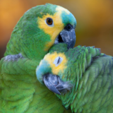 O que significa sonhar com papagaio? Verde, falando, filhote e mais! 