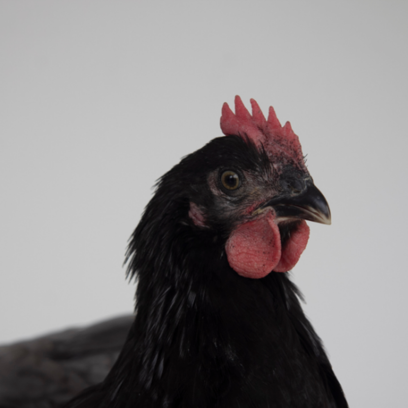 Sonhar com galinha preta: chocando, bicando, fugindo, d'Angola e mais 