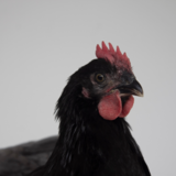Sonhar com galinha preta: chocando, bicando, fugindo, d'Angola e mais 