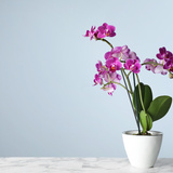 Sonhar com orquídeas: brancas, azuis, lilás, amarelas, pretas e mais! 