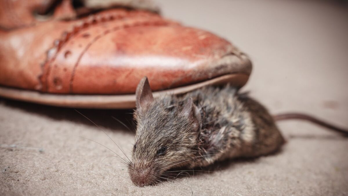 Мышь в кроссовках