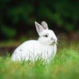 O que significa sonhar com coelho branco? Grande, machucado e mais!