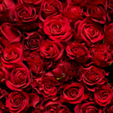 Significado da rosa vermelha: amor, paixão, compromisso e mais! 