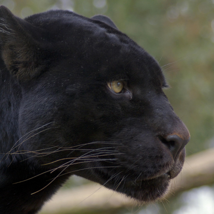 Sonhar com onça preta: mansa, brava, filhote, no zoológico e mais!