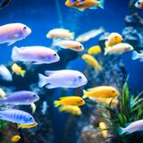 Sonhar com muitos peixes: Em água limpa, suja, fora d'água e mais!