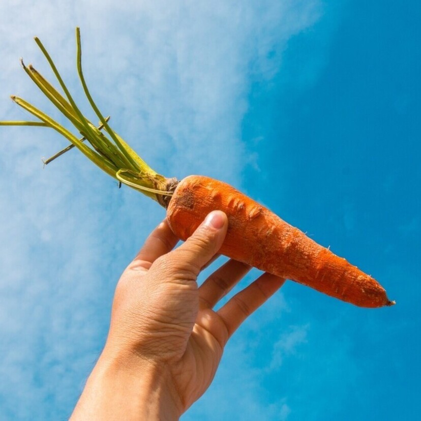 O que significa sonhar com cenoura? Bolo, estragada, grande e mais!