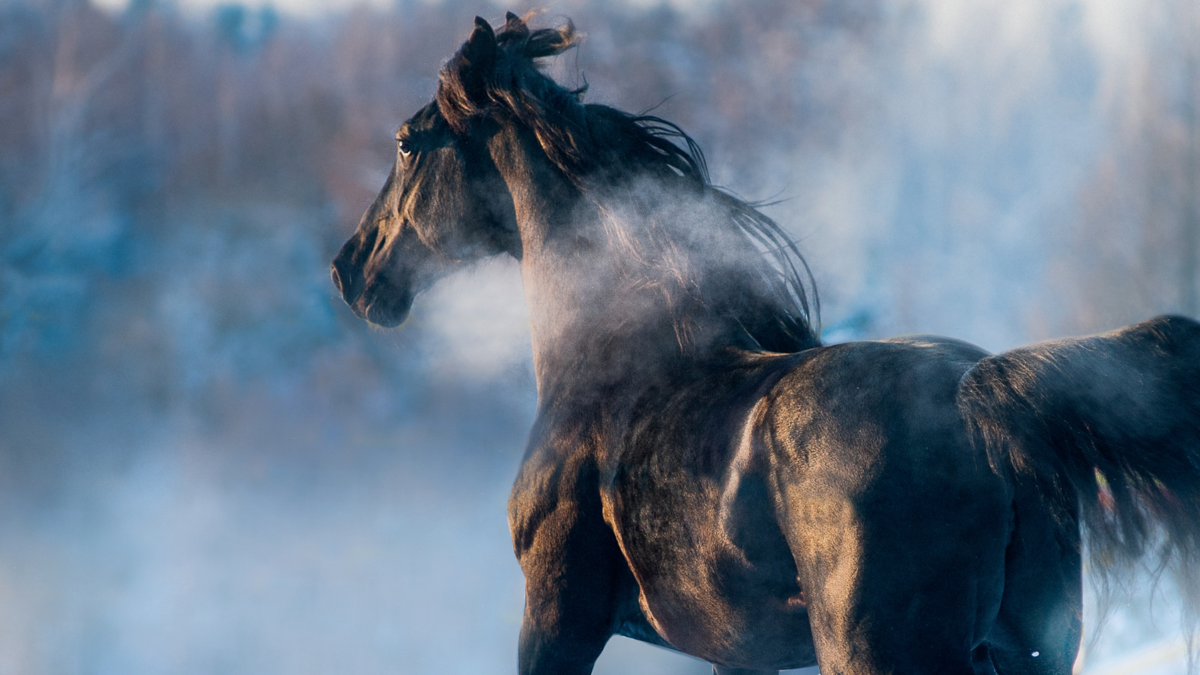 Sonhar com Cavalo Preto: Desvendando o Mistério!