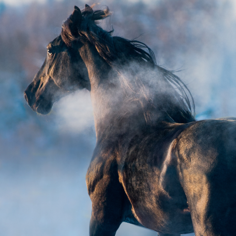 Sonhar com cavalo preto: Correndo, machucado, manso, morto e mais!