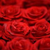 O que significa sonhar com rosas vermelhas? Pé, buquê, pétalas e mais!