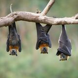 Sonhar com morcego: branco, preto, filhote, voando, mordendo e mais!