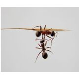 O que significa sonhar com formiga? Grande, vermelha, voadora e mais! 