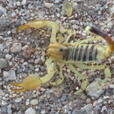 Sonhar com escorpião amarelo: Filhote, grande e muito mais!