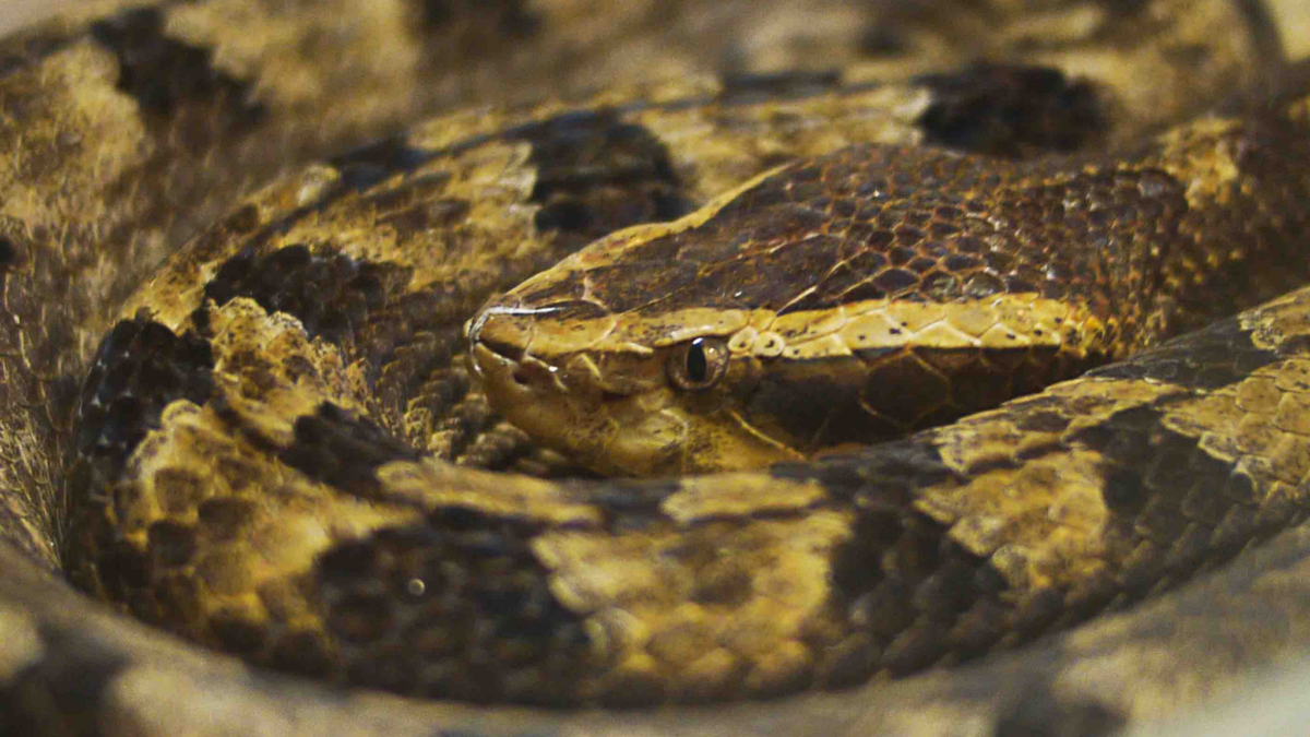 O Que Significa Sonhar Com Cobra Enrolada Na Perna P Corpo E Mais